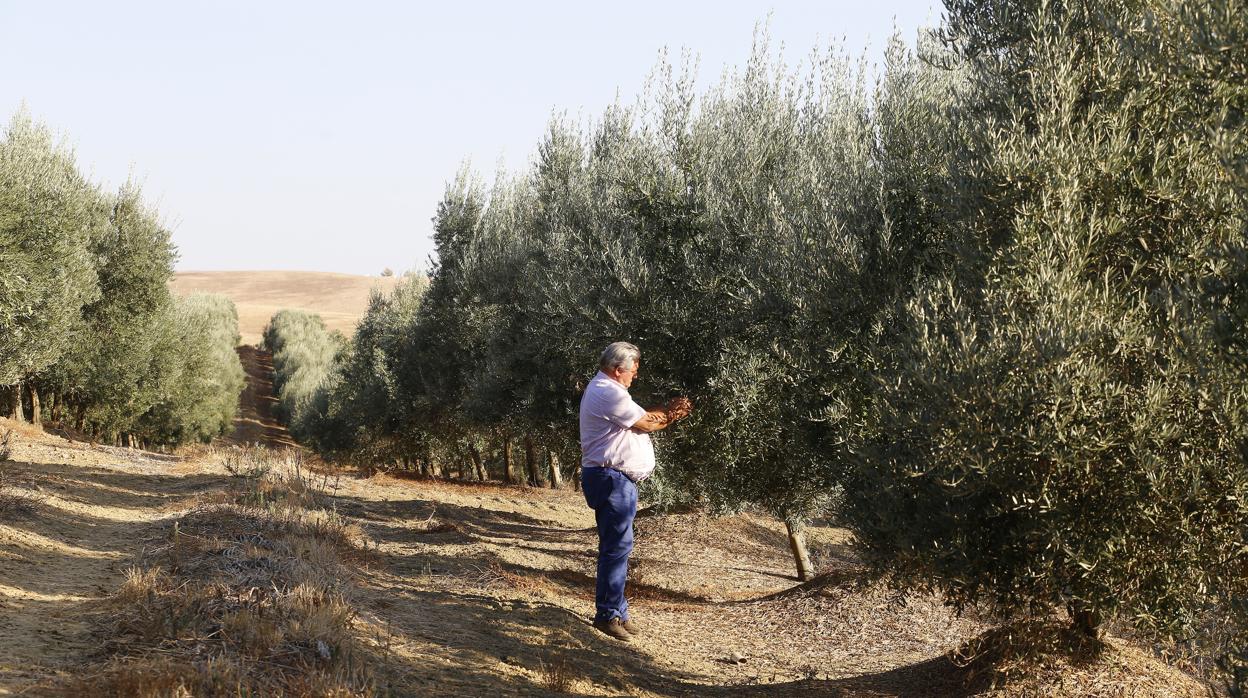 Un agricultor trabaja en un campo de olivos en Córdoba.