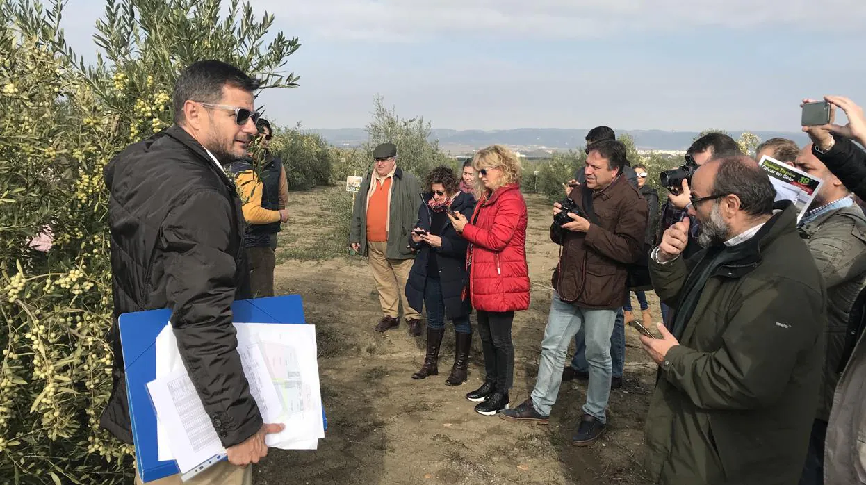 El consejero delegado de Todolivo, ayer, en la finca de La Mata, donde desarrollan nuevas variedades de olivar