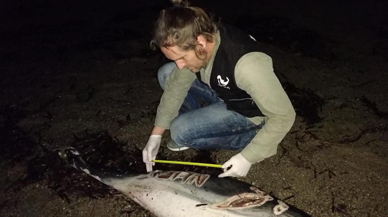 Un miembro de Equinac realiza las mediciones al delfin muerto en Roquetas de Mar.