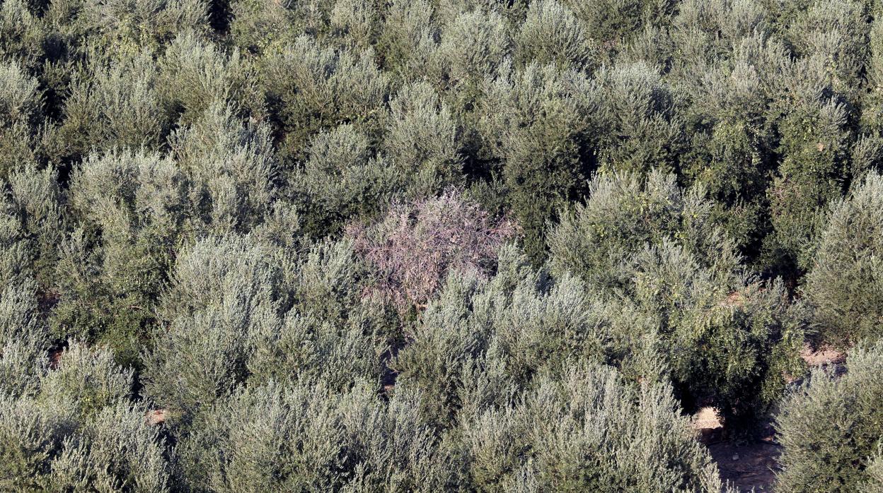 Vista de un olivar