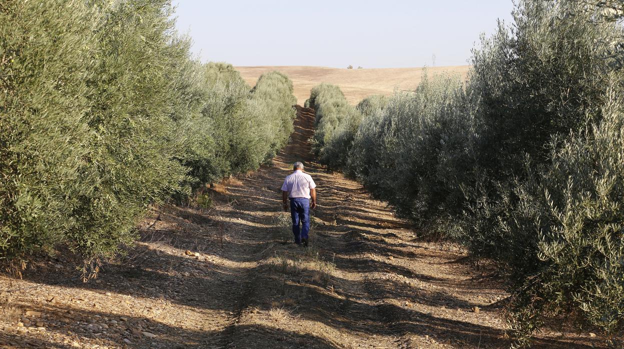 Olivos en una finca cordobesa