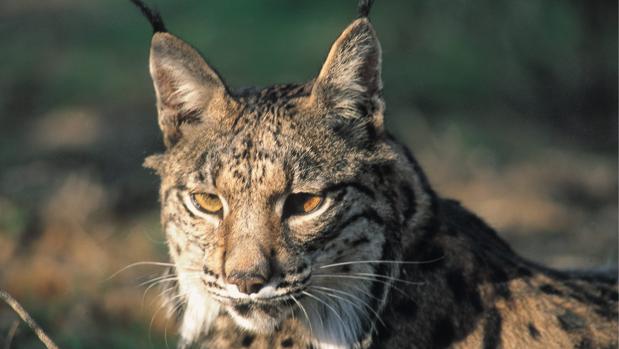 La Unión Europea financiará el lince con 30 millones de euros en cinco años