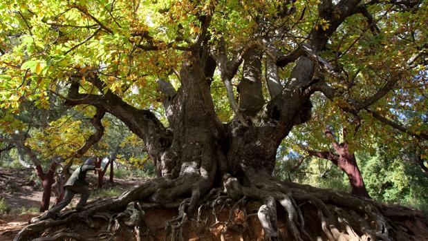 La Junta de Andalucía abandona el árbol que guió a Fernando «El Católico»