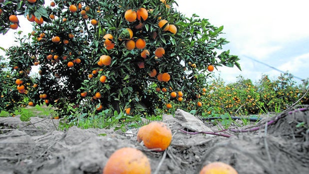 Las explotaciones agrarias de Córdoba se encarecen más que en el resto de Andalucía