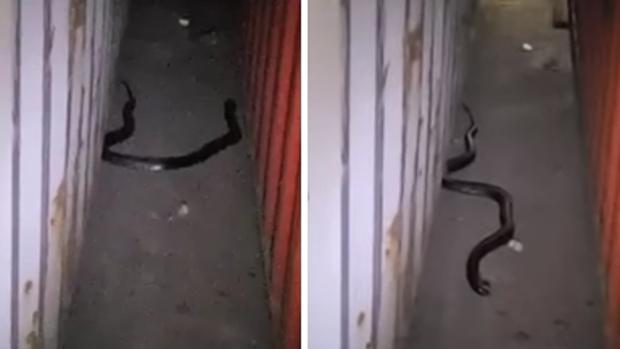 Aparece una serpiente en la terminal de contenedores del puerto de Algeciras