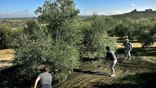 Medio centenar de investigados por defraudar con el subsidio agrario en Granada