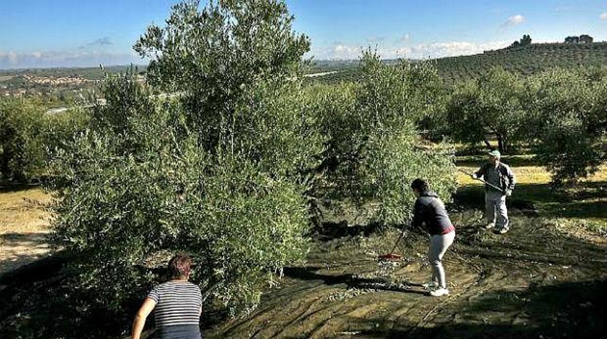 La trama ofrecía a falsos jornaleros pagar para poder acceder al subsidio agrario