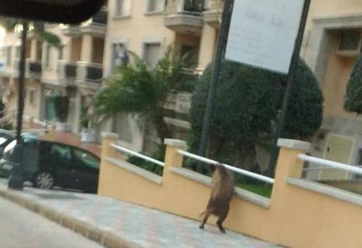 El animal buscando comida por las calles