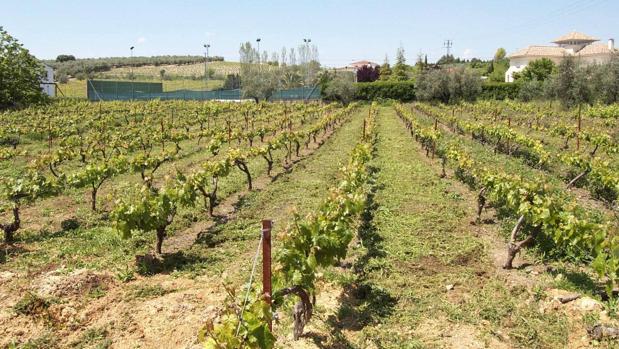 Montilla-Moriles calificó en 2018 el 70% de su vino en un contexto de pérdida de viñedos