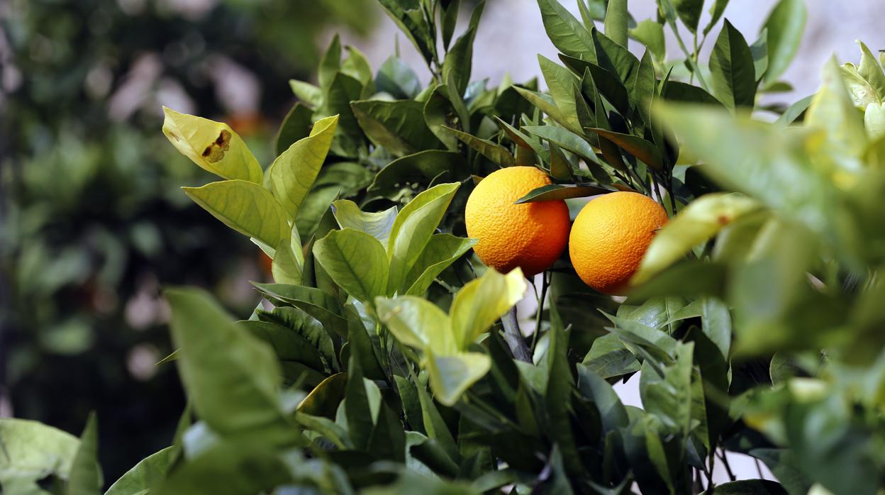 Naranjos en una plantación en Palma del Río