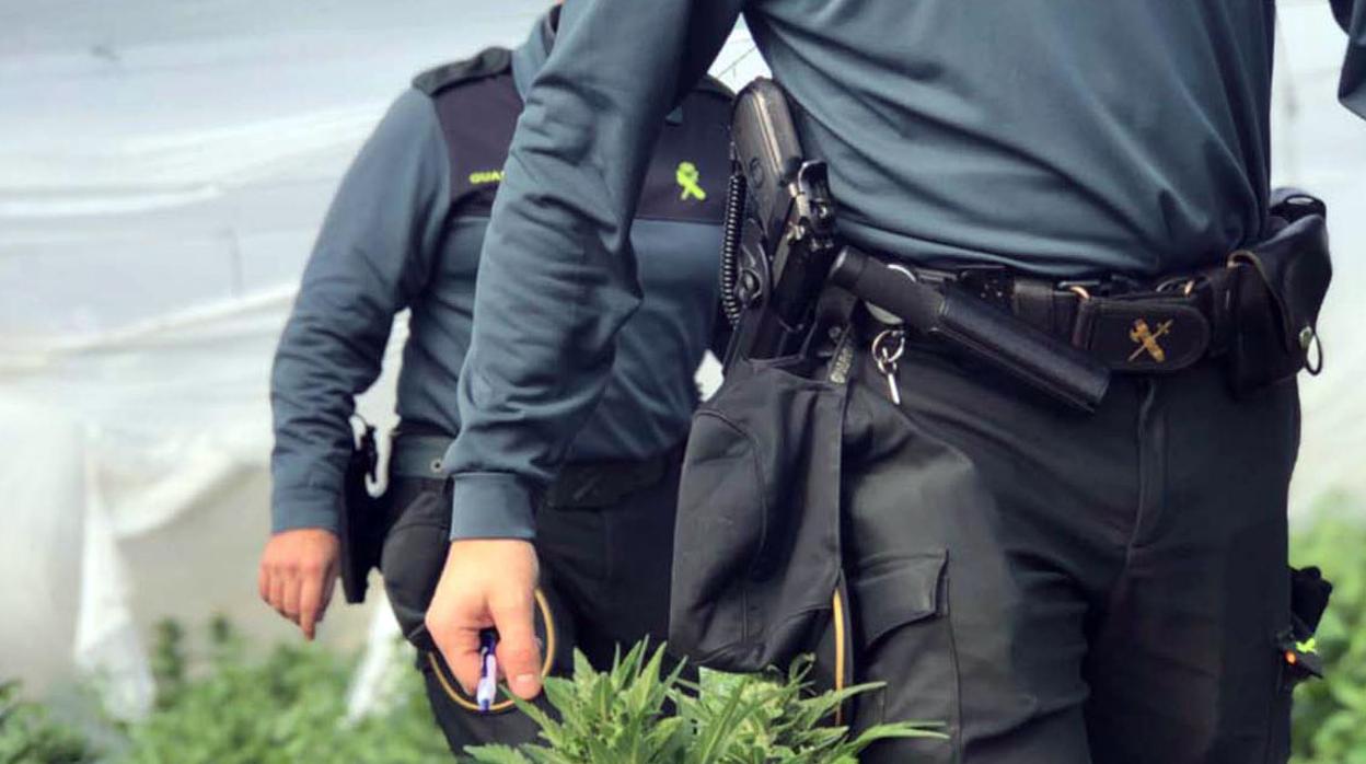 Los agentes se encontraron con plantas de gran tamaño en el interior del invernadero.