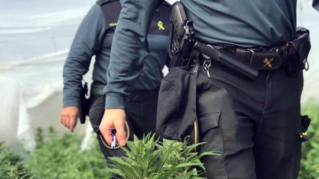 Desmantelan un invernadero con 6.500 plantas de marihuana propiedad de dos sexagenarios en Berja