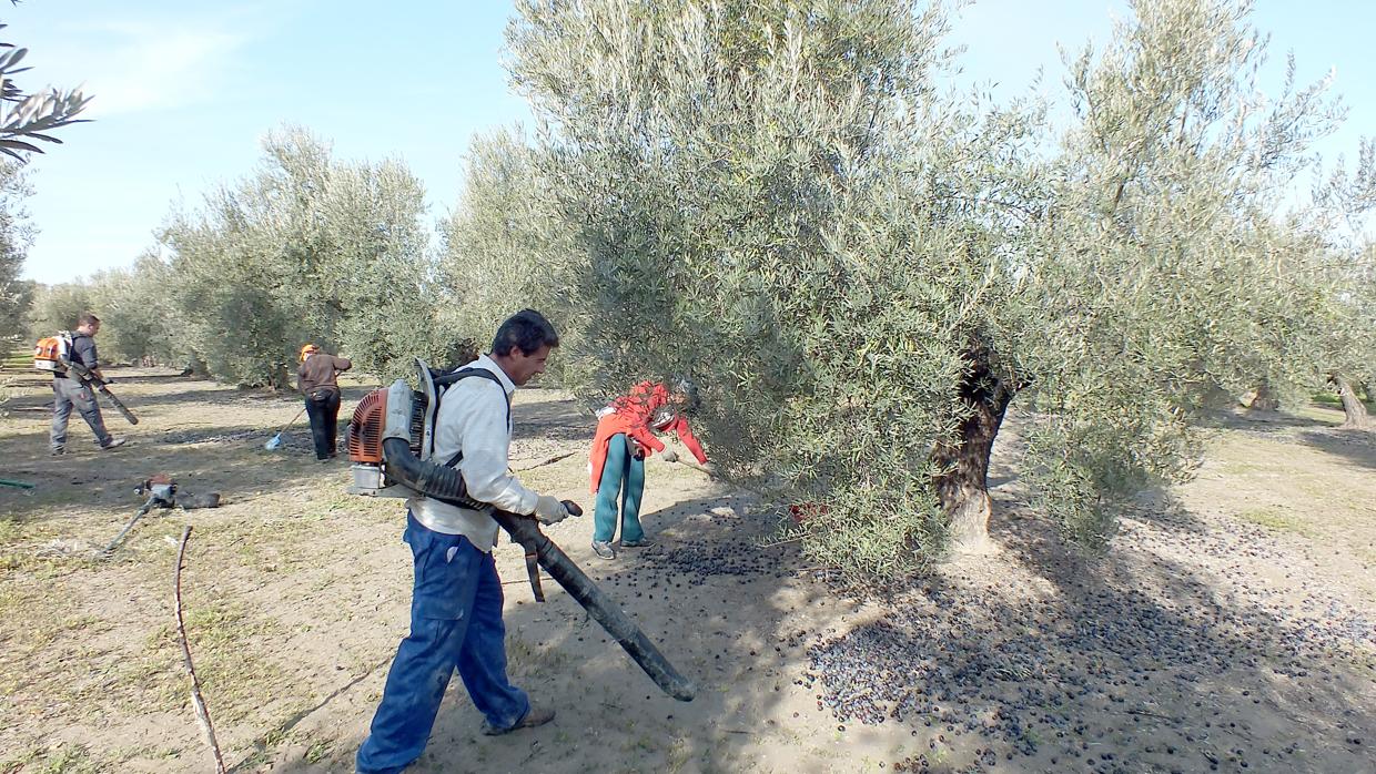 Jornaleros en la campaña de recogida de aceituna en una explotación de Córdoba