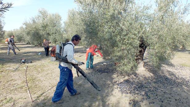 El campo de Córdoba, cada vez con más problemas para encontrar jornaleros