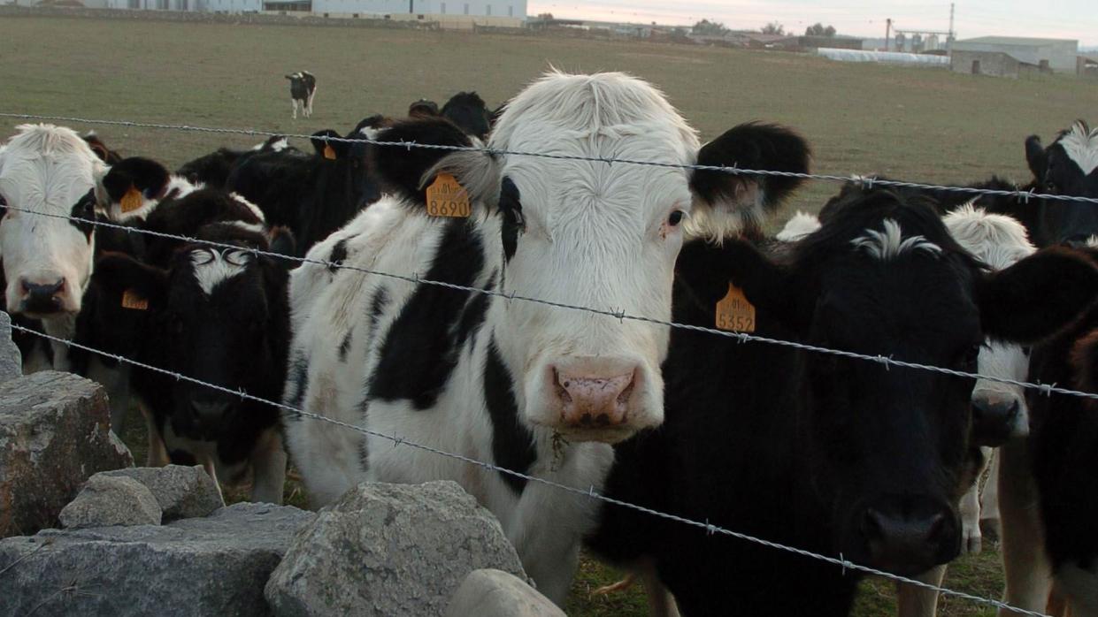 Vacas en el campo cordobés