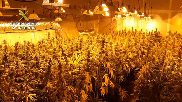 Doce detenidos tras desmantelar la mayor plantación de marihuana en Córdoba