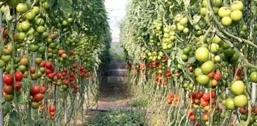Invernadero de tomates en Almería