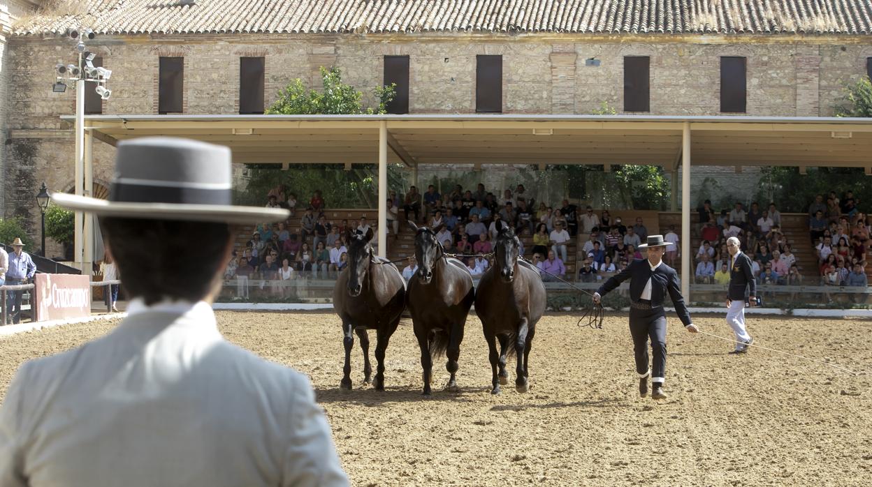 Imagen de una de las puebas desarrolladas dentro de la última feri de Cabalcor, que se desarrolloa en Cabarellizas