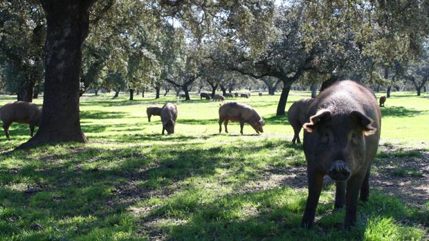 Una montanera histórica para los ganaderos de Los Pedroches, de Córdoba