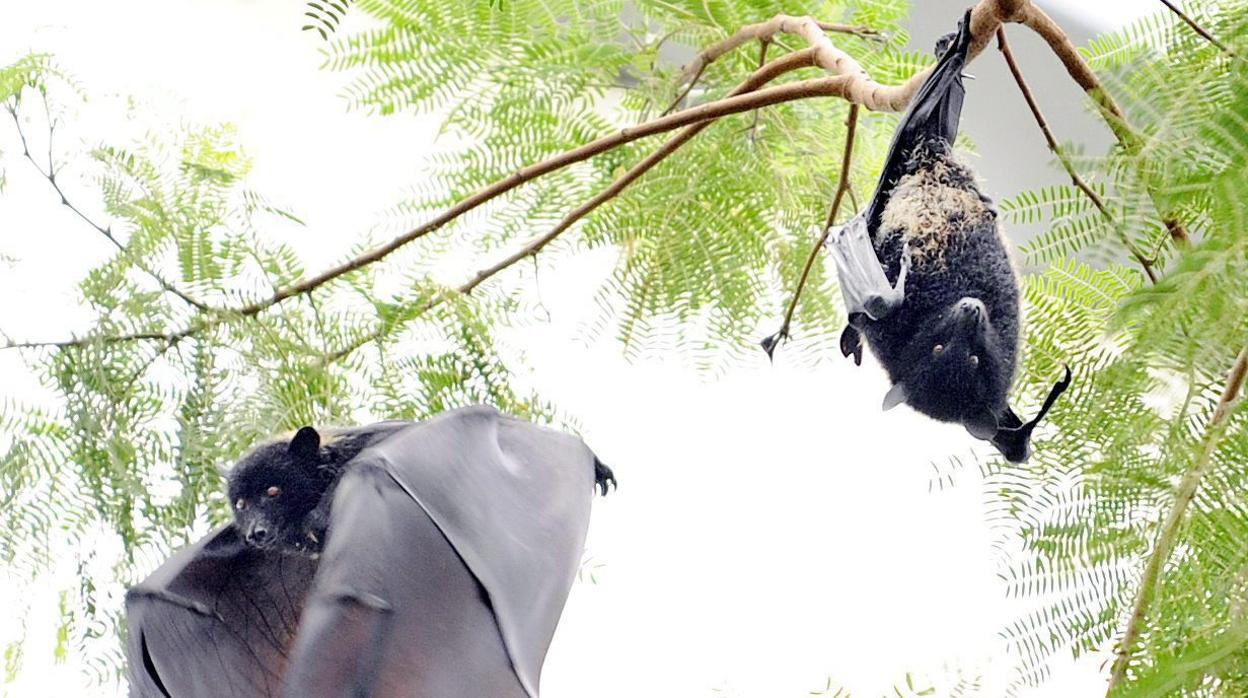 Los murciélagos de herradura están protegidos en España
