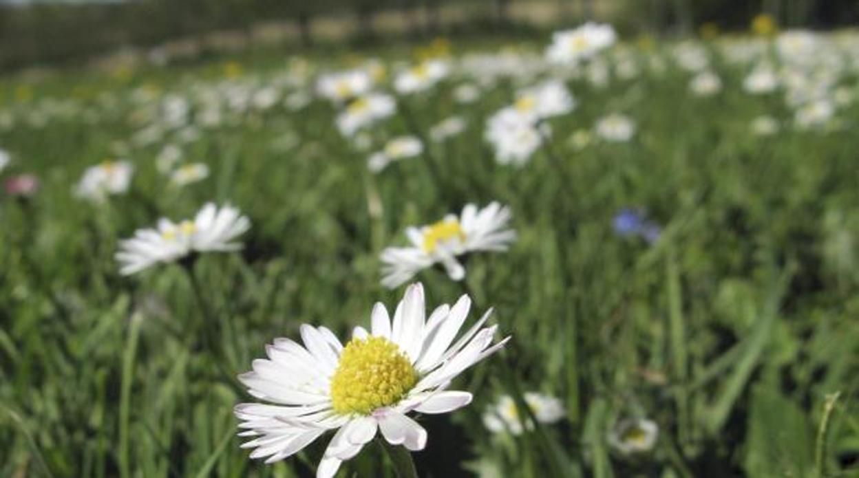 Este miércoles arranca la primavera