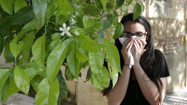 Las alergias al polen del olivo y las gramíneas serán menos intensas durante esta primavera en Córdoba