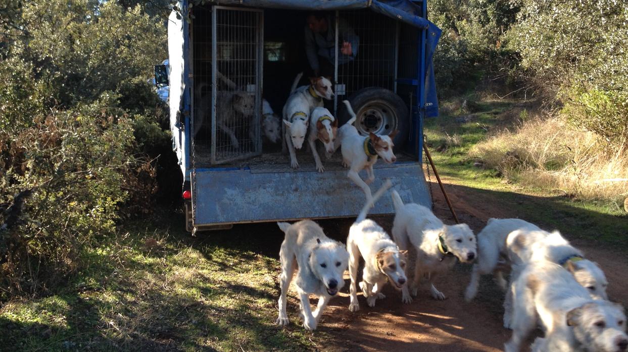 Una rehala dispuesta a participar en una montería