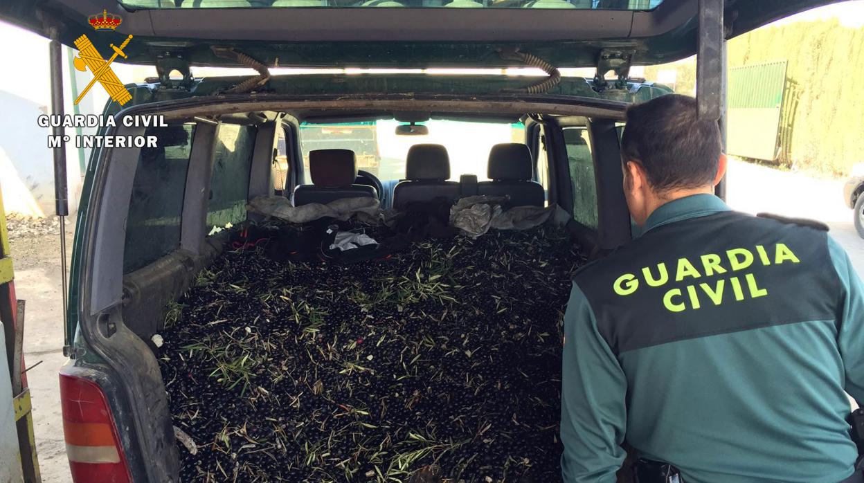 Aceitunas aprehendidas por la Guardia Civil