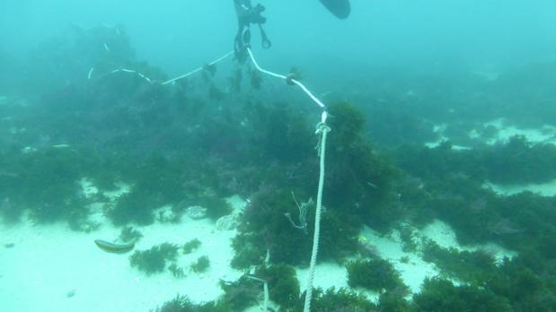 Alertan del impacto ambiental de redes abandonadas y perdidas en la Isla de Tarifa