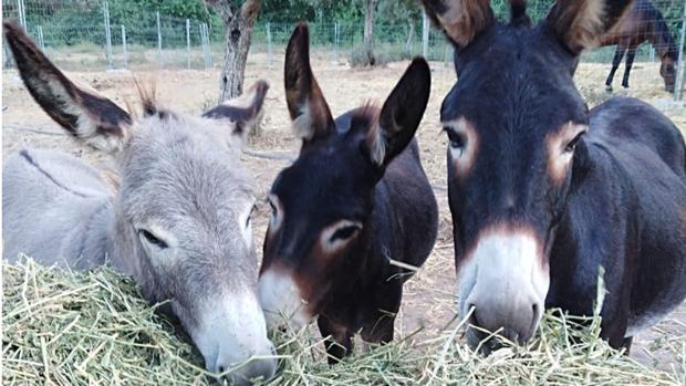 La jornada de reflexión de las elecciones generales, rodeado de burros en Doñana