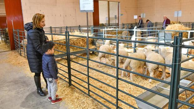 La feria ganadera de Pozoblanco constata el alza en las ventas de ganado