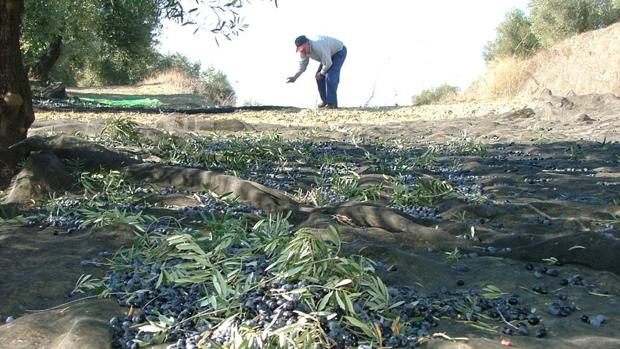 Agricultores y ganaderos de Córdoba tendrán 10 días más para solicitar la ayuda de la PAC