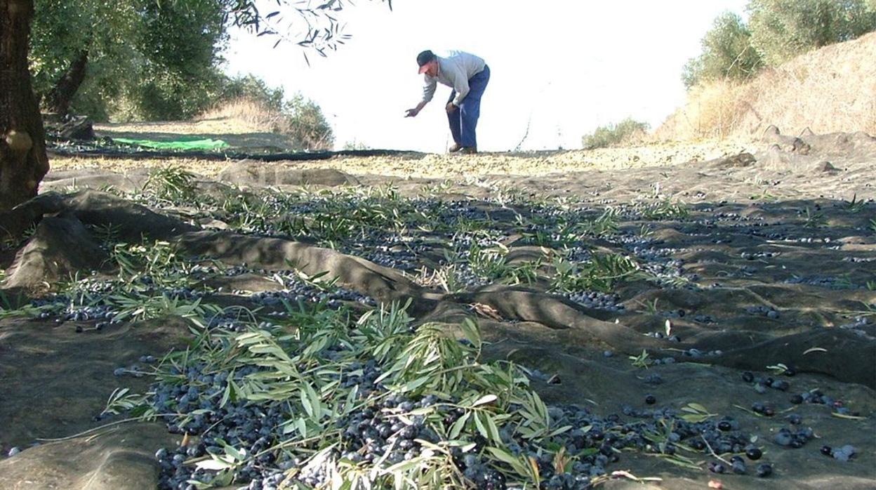 Recogida de la aceituna en una finca de Córdoba