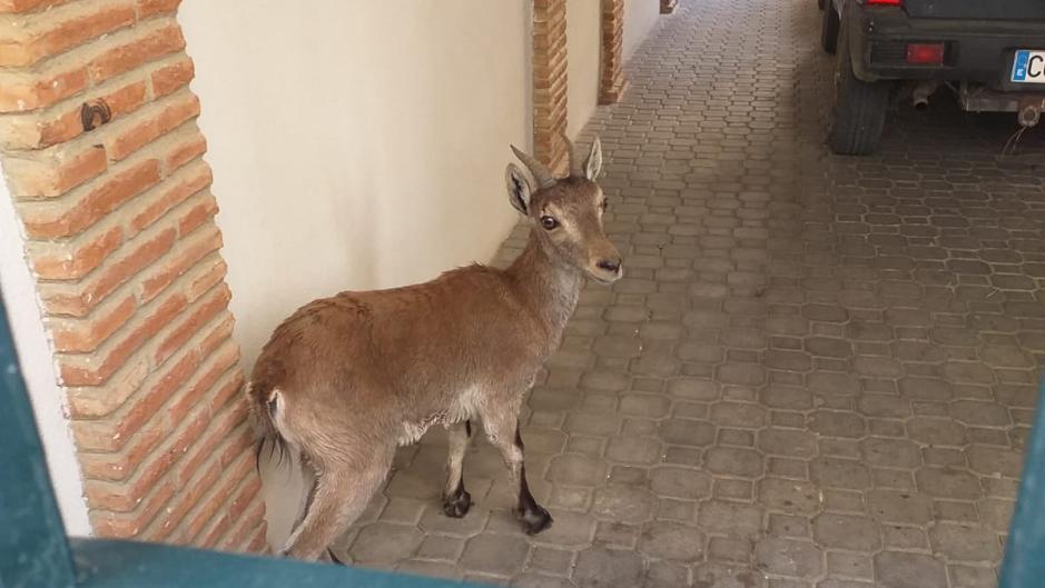 Una cabra montesa se escapa del campo y acaba en una casa particular de Priego de Córdoba