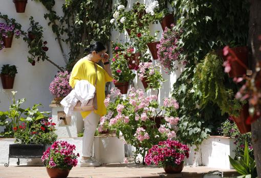 Todo lo que necesitas saber sobre los Patios de Córdoba 2019