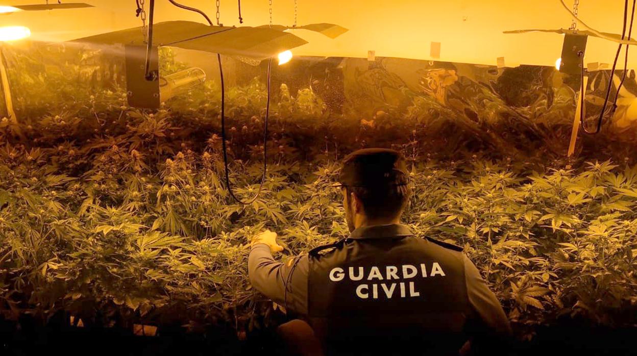 Un agente de la Guardia Civil observa la plantación de marihuana