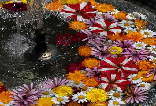 Flores acuáticas en un patio de Córdoba