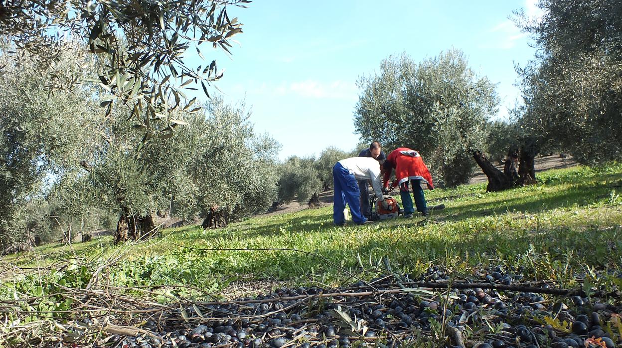 Trabajadores en la recogida de la aceituna en una explotación de Córdoba