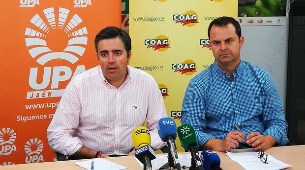 Convocan una «gran concentración» en Jaén para frenar la caída del precio del aceite de oliva