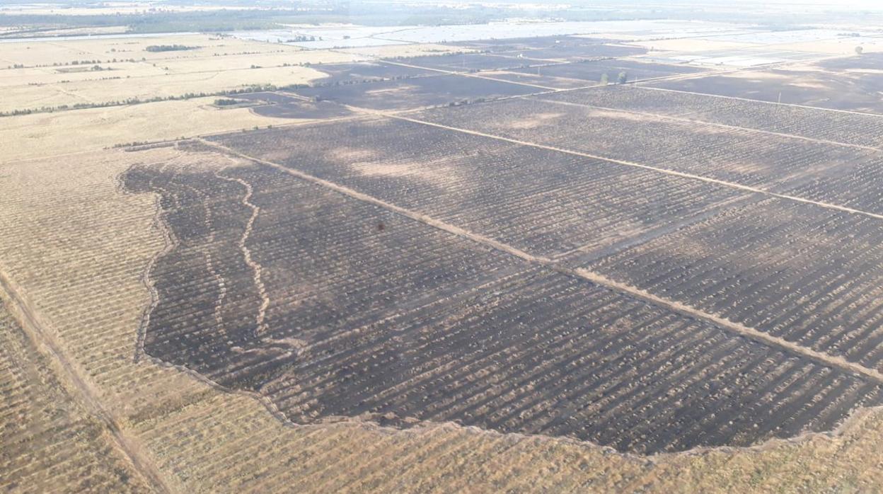 El incendio afectó a una zona agrícola de Almonte