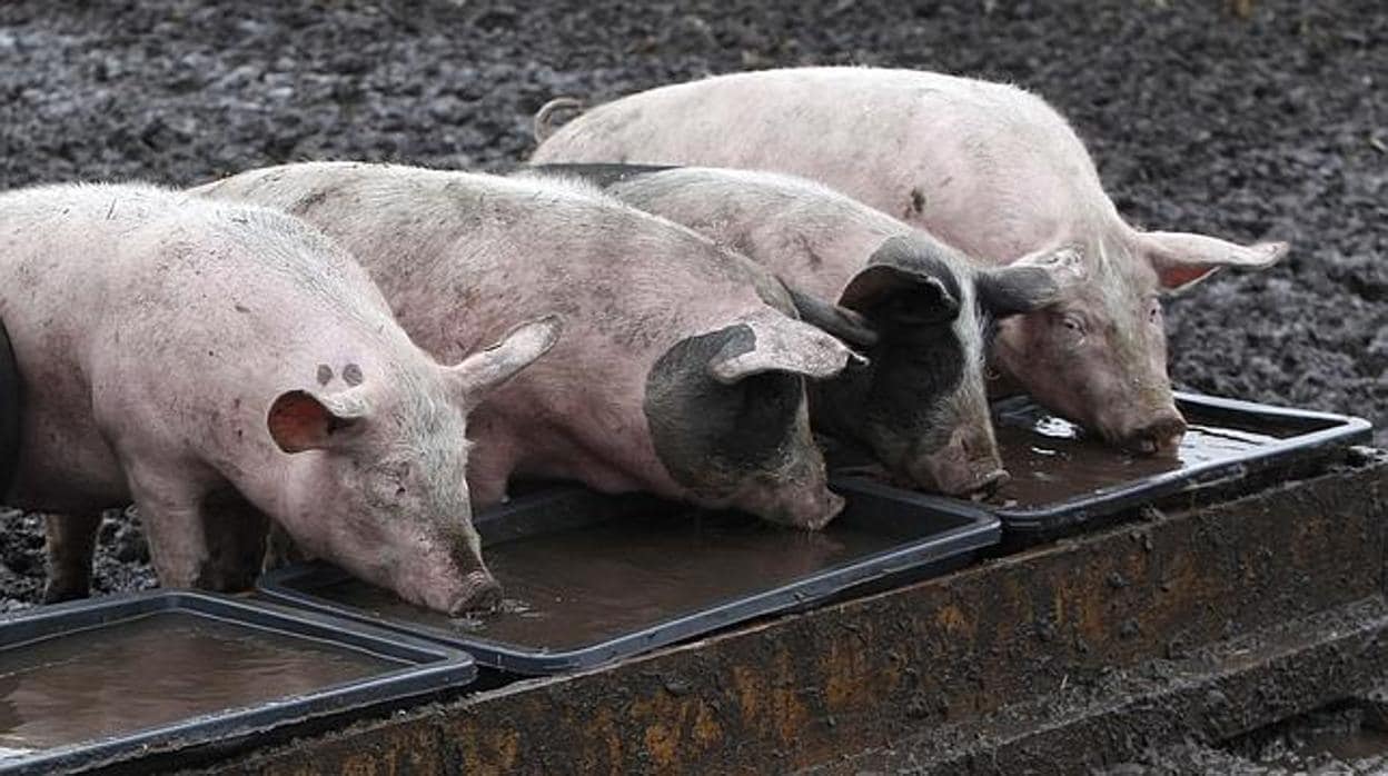 Tres cerdos se aliimentan en una granja