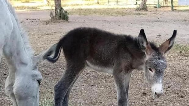 Roban tres cachorros de burros «bomberos» de Doñana