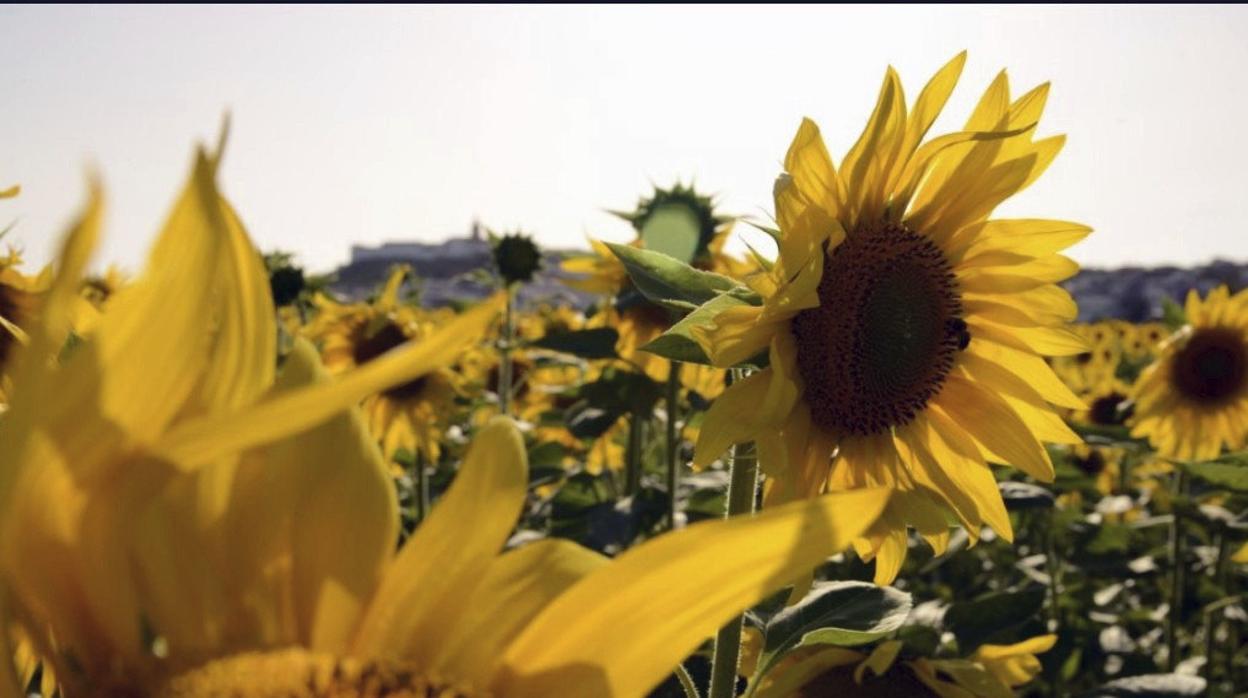 Campo de girasoles