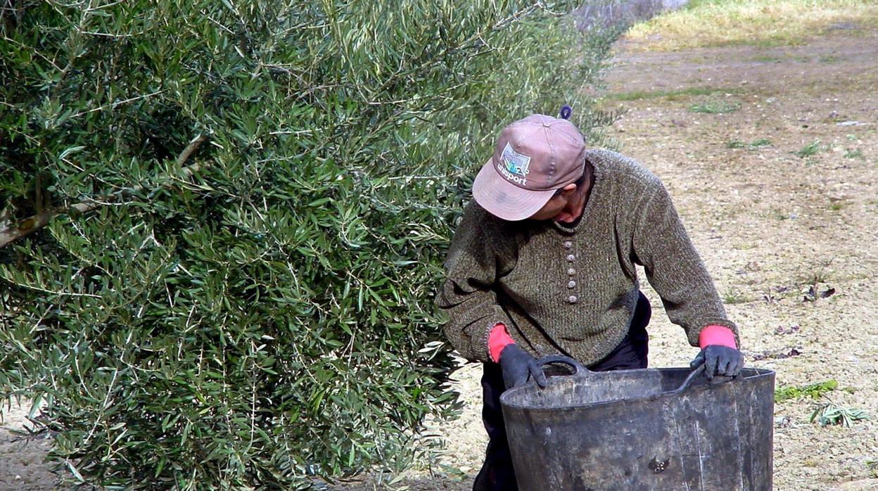 Un trabajador recogiendo aceituna