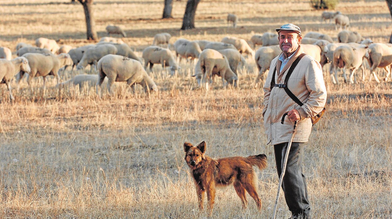 Un pastor vigila a sus ovejas mientras pastorean