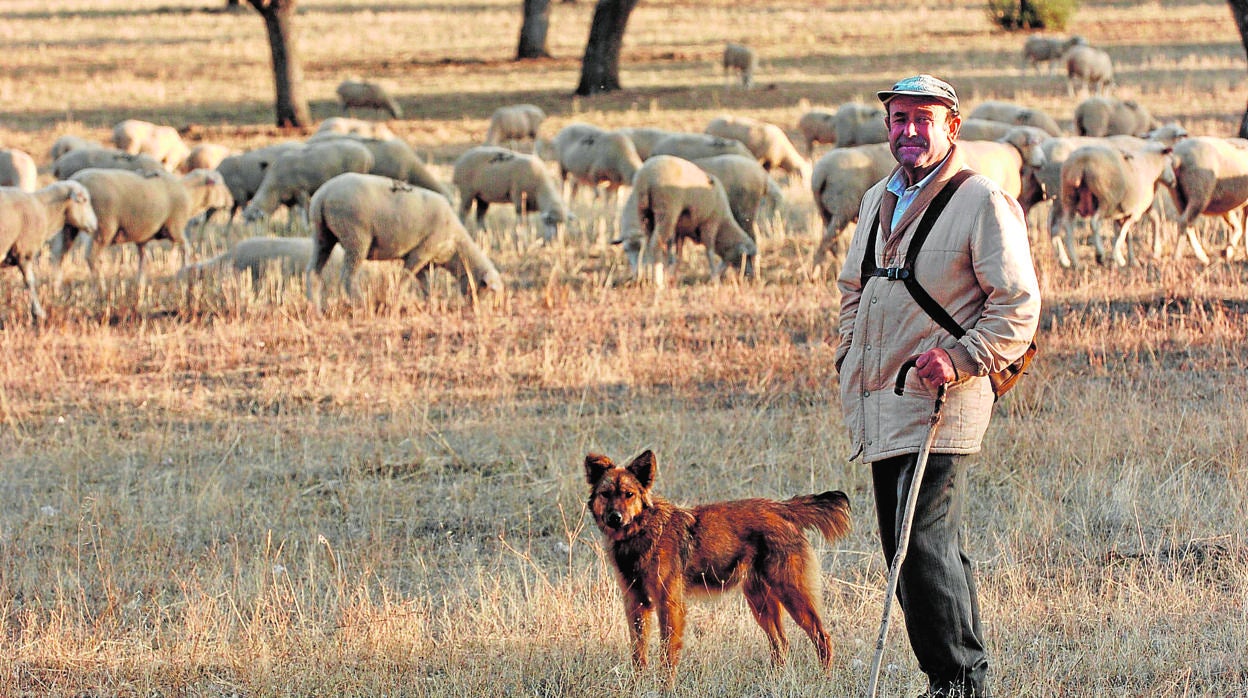 Un pastor vigila a sus ovejas mientras pastorean