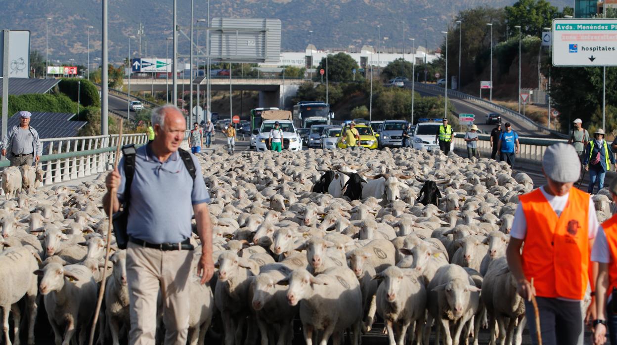 Los pastores de Las Albaidas, a su paso por Córdoba, para buscar el paso hacia el Cordel de Écija