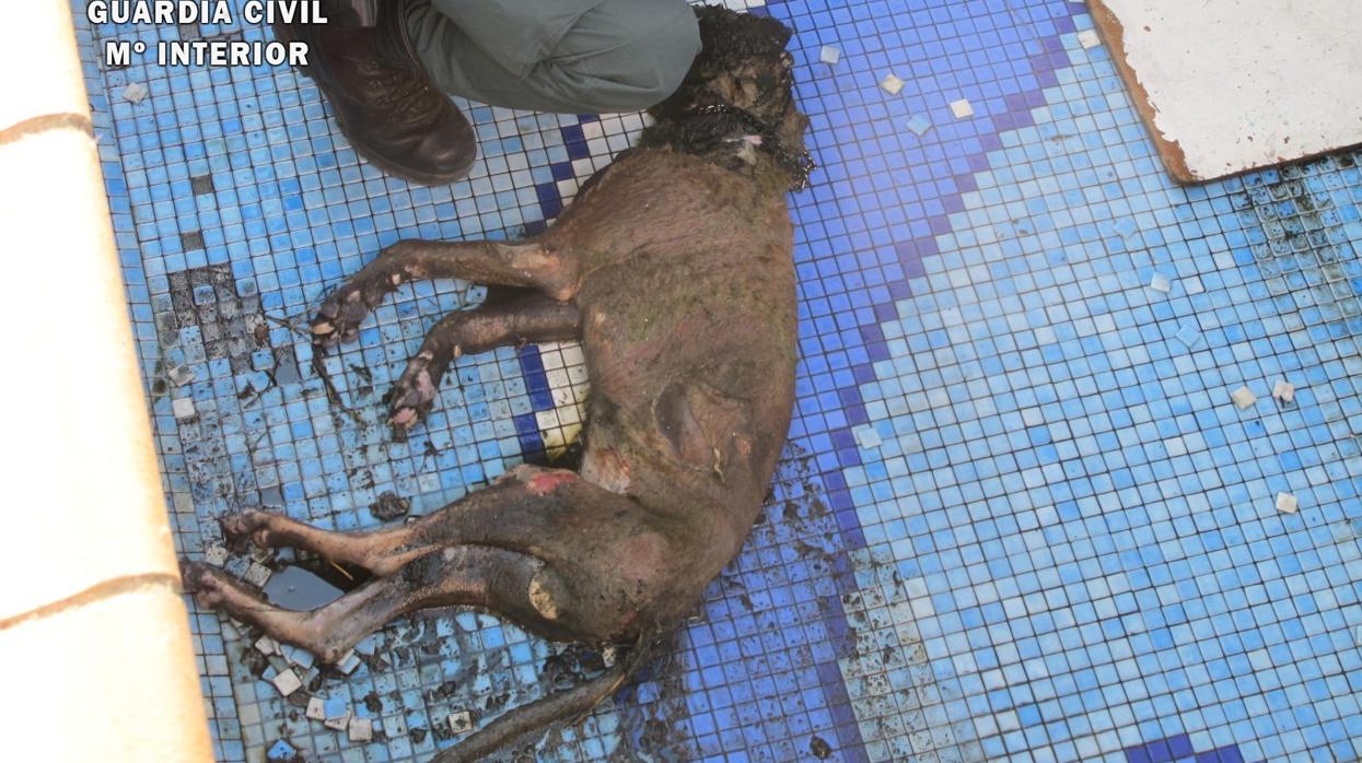 El cadáver del perro fue encontrado en el interior de una piscina del municipio de Vegas del Genil