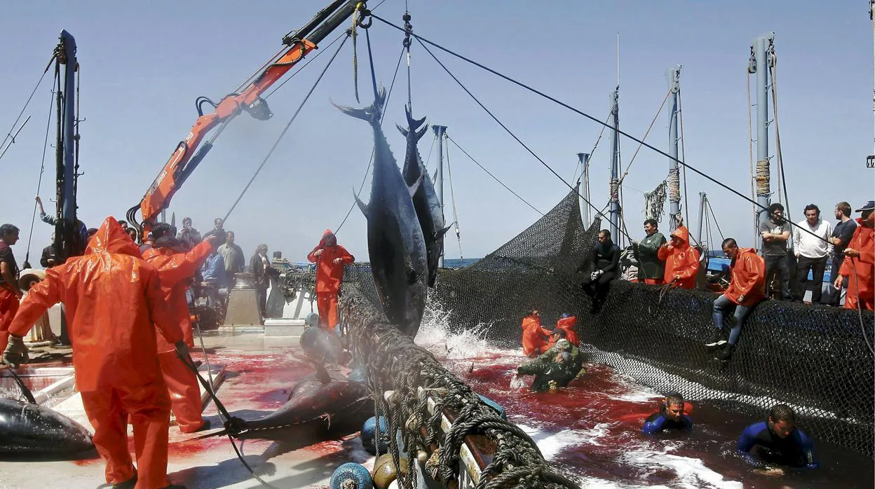 Ejemplares de atunes de la almadraba son capturados en un barco pesquero.