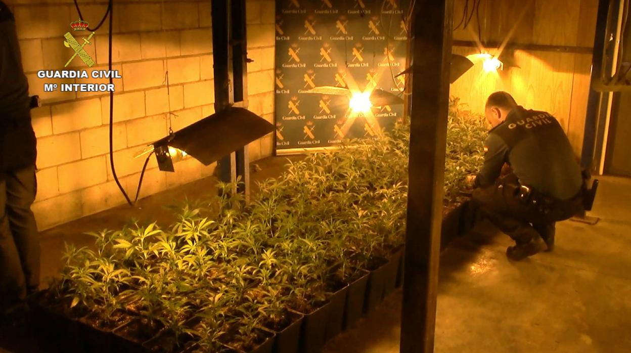 La Guardia Civil acaba con la mayor plantación interior de marihuana hallada en Córdoba